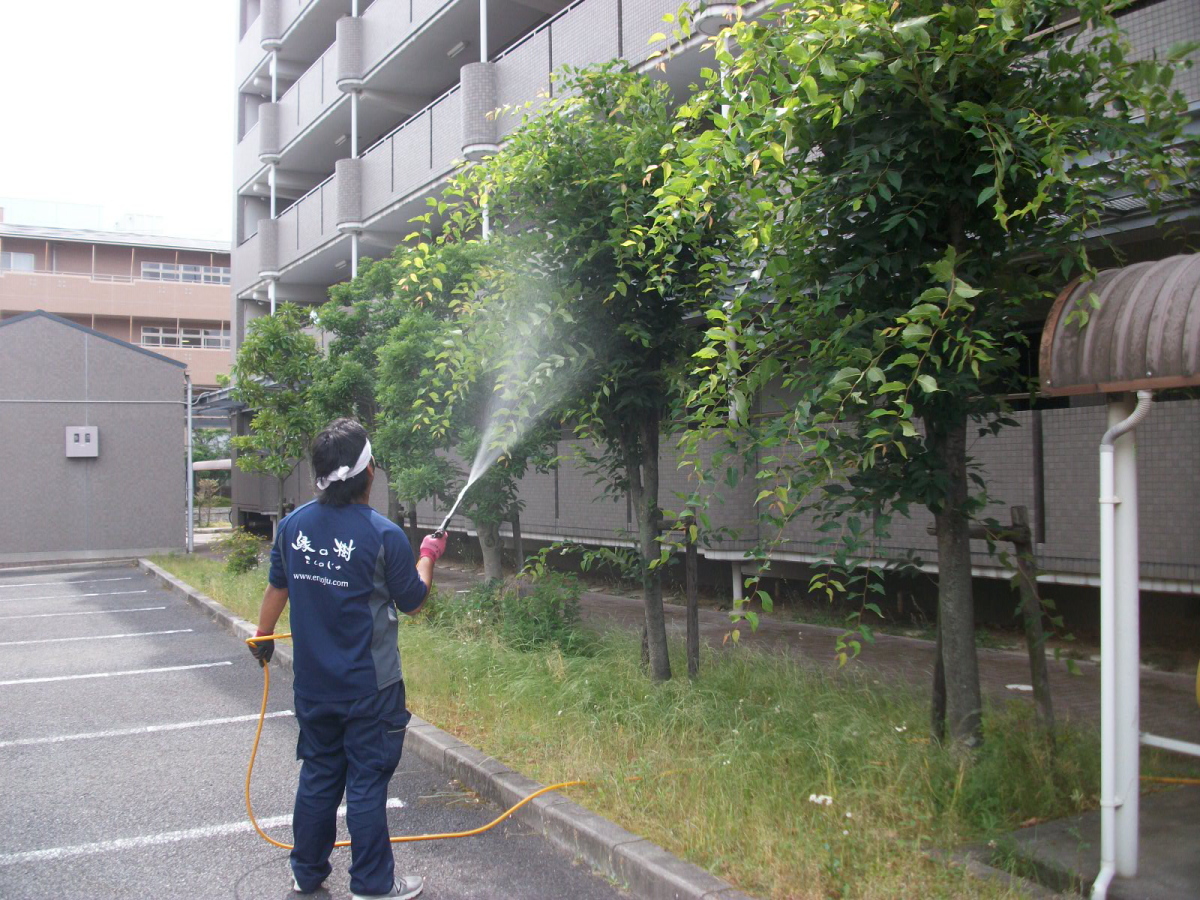 植木の消毒　薬散布