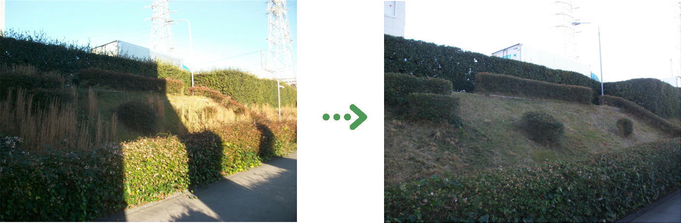 植栽管理の施工前と施工後